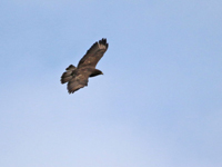 Ormvrk (Buteo buteo) Common Buzzard  