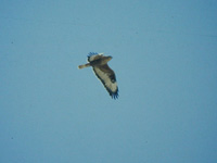 rnvrk (Buteo rufinus) Long-legged Buzzard