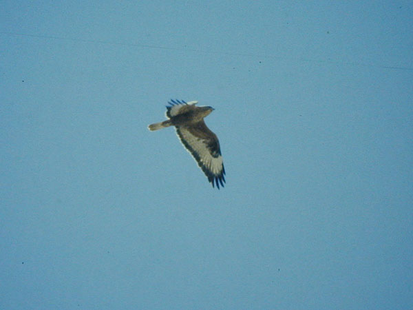 Örnvråk (Buteo rufinus) Long-legged Buzzard