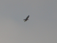 rnvrk (Buteo rufinus) Long-legged Buzzard