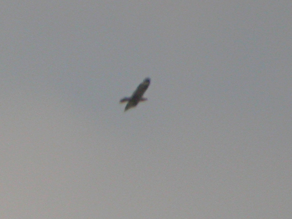 Örnvråk (Buteo rufinus) Long-legged Buzzard