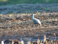 Prrietrana (Grus canadensis) Sandhill Crane