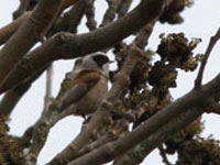 Pungmes (Remiz pendulinus) Eurasian Penduline Tit