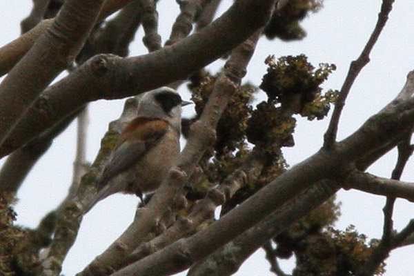 Pungmes (Remiz pendulinus) Eurasian Penduline Tit