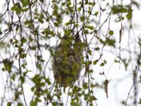 Pungmes (Remiz pendulinus) Eurasian Penduline Tit