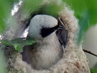 Pungmes (Remiz pendulinus) Eurasian Penduline Tit