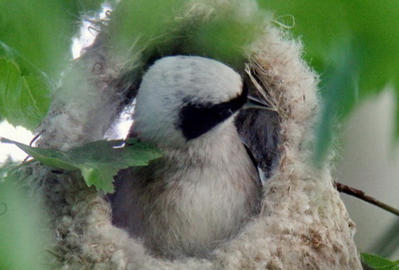 Pungmes (Remiz pendulinus) Eurasian Penduline Tit