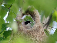 Pungmes (Remiz pendulinus) Eurasian Penduline Tit