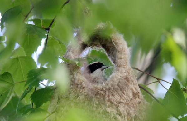 Pungmes (Remiz pendulinus) Eurasian Penduline Tit