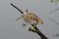 Rallhger (Ardeola ralloides) Squacco Heron