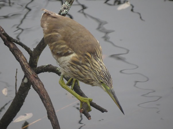 Rallhäger (Ardeola ralloides) Squacco Heron