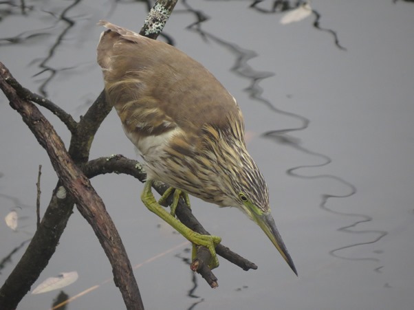 Rallhäger (Ardeola ralloides) Squacco Heron