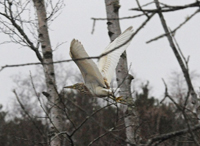 Rallhger (Ardeola ralloides) Squacco Heron