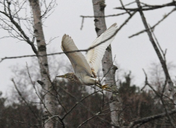 Rallhäger (Ardeola ralloides) Squacco Heron