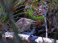 Rallhger (Ardeola ralloides) Squacco Heron