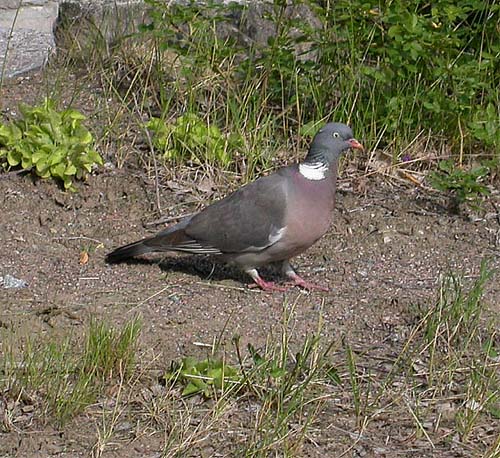 Ringduva (Columba palumbus) Common Wood Pigeon