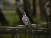 Ringduva (Columba palumbus) Common Wood Pigeon