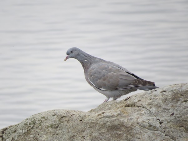 Ringduva (Columba palumbus) Common Wood Pigeon