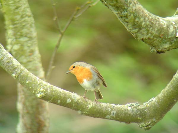 Rödhake (Erithacus rubecula) European Robin