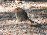 Rdhake (Erithacus rubecula) European Robin