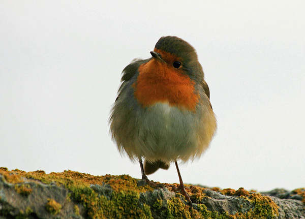 Rödhake (Erithacus rubecula) European Robin