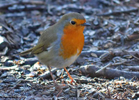 Rdhake (Erithacus rubecula) European Robin