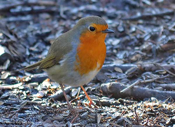 Rödhake (Erithacus rubecula) European Robin