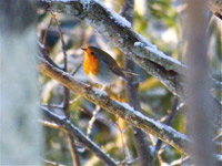 Rdhake (Erithacus rubecula) European Robin