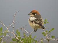 Rdhuvad trnskata (Lanius senator) Woodchat Shrike