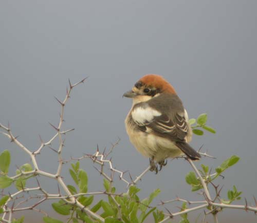 Rödhuvad törnskata (Lanius senator) Woodchat Shrike