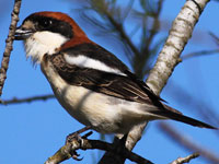 Rdhuvad trnskata (Lanius senator) Woodchat Shrike