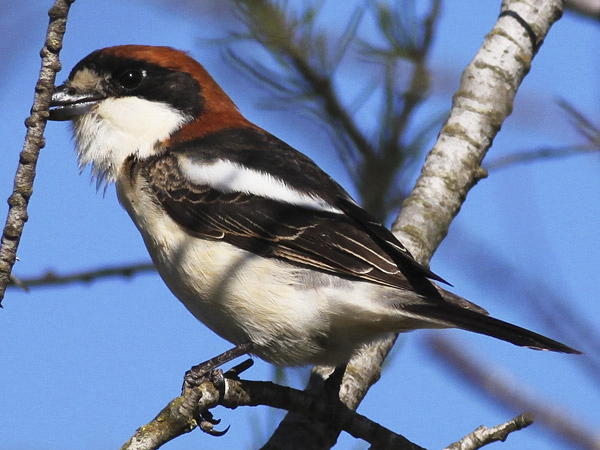 Rödhuvad törnskata (Lanius senator) Woodchat Shrike