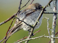 Rdhuvad trnskata (Lanius senator) Woodchat Shrike