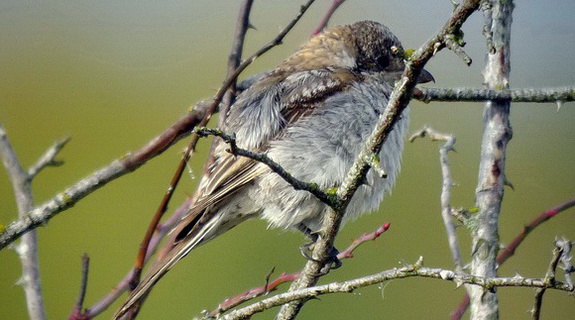 Rödhuvad törnskata (Lanius senator) Woodchat Shrike