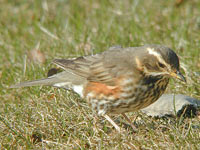 Rdvingetrast (Turdus iliacus) Redwing 