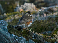 Rdvingetrast (Turdus iliacus) Redwing 