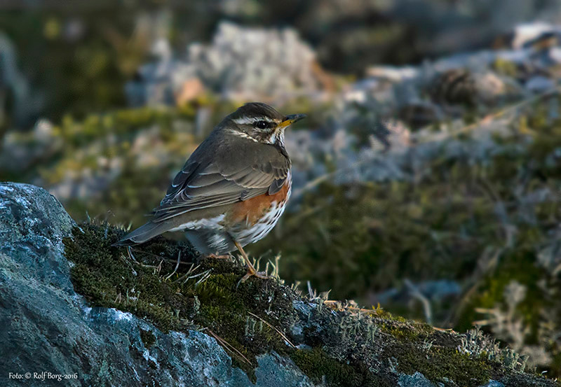 Rödvingetrast (Turdus iliacus) Redwing