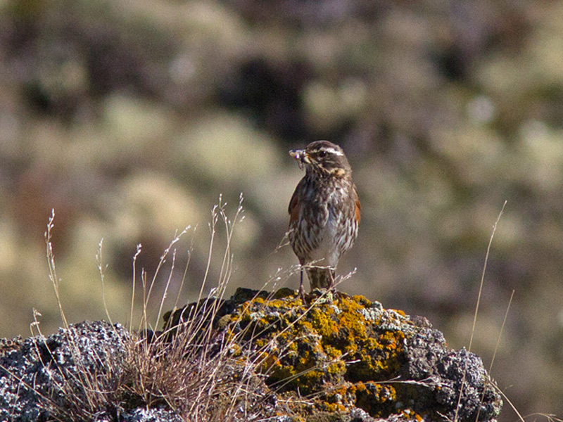 Rödvingetrast (Turdus iliacus) Redwing