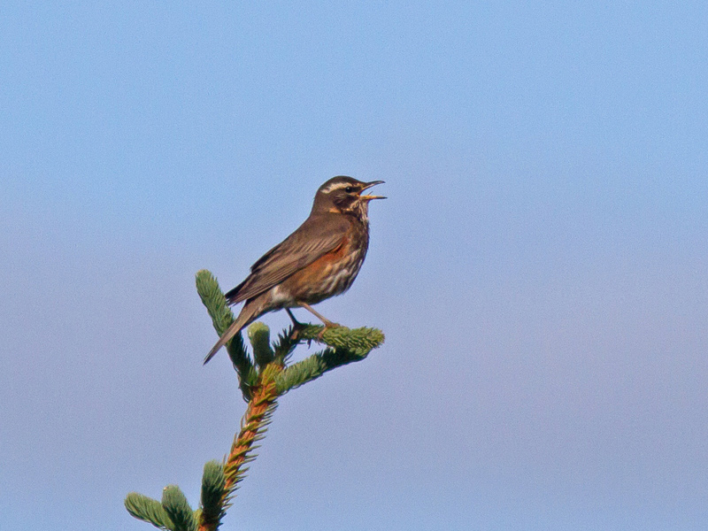 Rödvingetrast (Turdus iliacus) Redwing