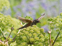 Rdvingetrast (Turdus iliacus) Redwing 