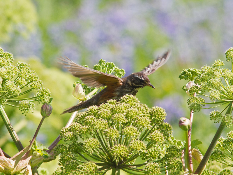 Rödvingetrast (Turdus iliacus) Redwing