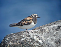 Roskarl (Arenaria interpres) Ruddy Turnstone