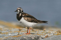 Roskarl (Arenaria interpres) Ruddy Turnstone