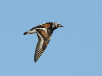 Roskarl (Arenaria interpres) Ruddy Turnstone 