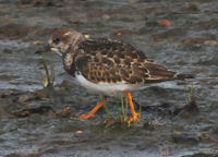 Roskarl (Arenaria interpres) Ruddy Turnstone