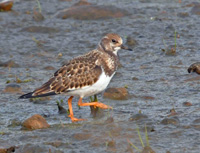 Roskarl (Arenaria interpres) Ruddy Turnstone