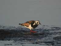 Roskarl (Arenaria interpres) Ruddy Turnstone