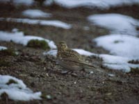 Snglrka (Alauda arvensis) Eurasian Skylark 