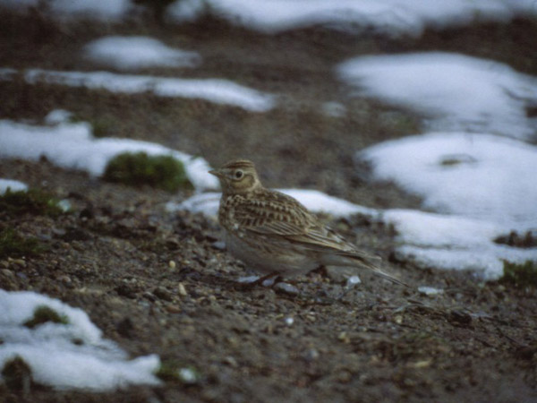 Sånglärka (Alauda arvensis) Eurasian Skylark 