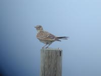 Snglrka (Alauda arvensis) Eurasian Skylark